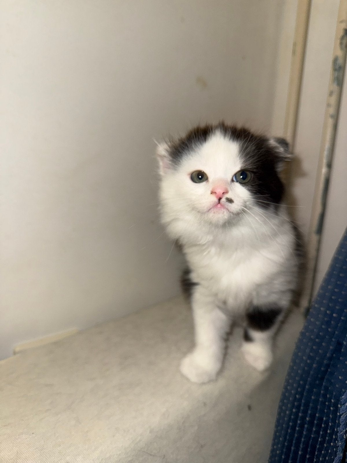 Kittens, Meerdere dieren