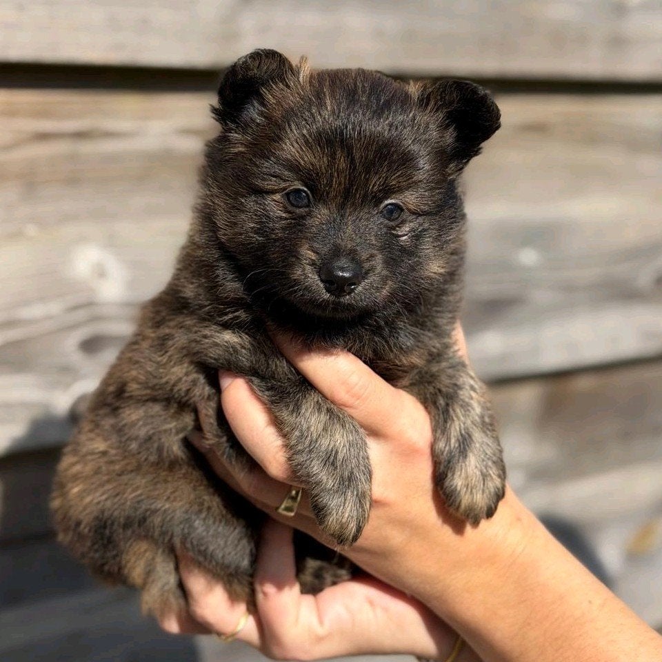 Pomeriaan - kruising pups te koop, 8 tot 15 weken, Meerdere, Nederland, Particulier