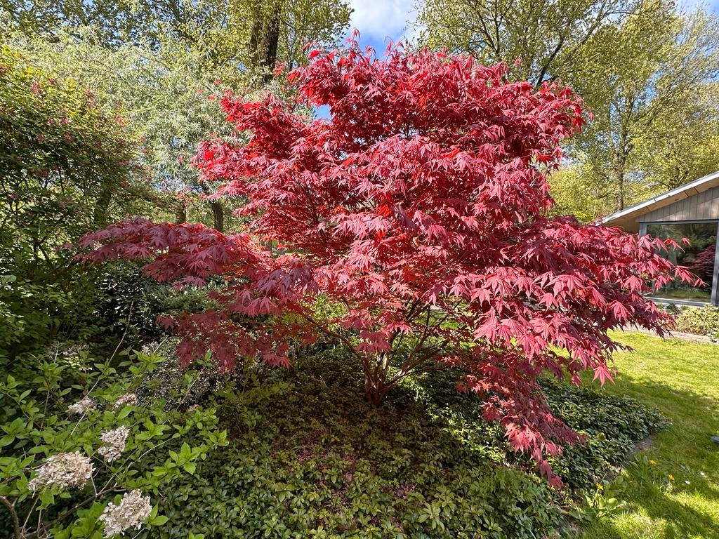 Japanse Esdoorn (Acer Palmatum) - Rode Bladeren, Tuin en Terras, Planten | Tuinplanten, Vaste plant, Bloeit niet, Halfschaduw