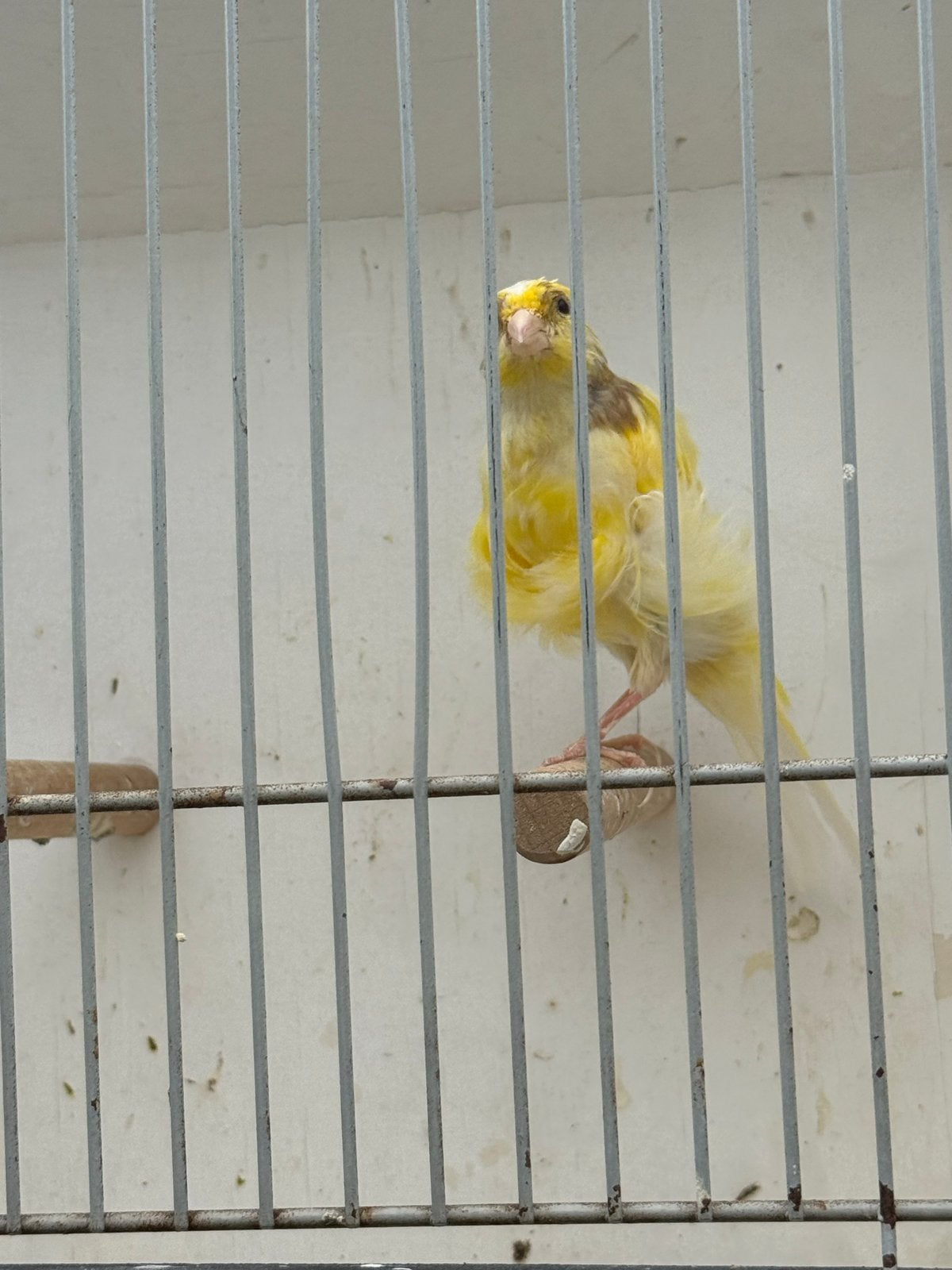 Prachtige Noord Holland Frissé mannetje, Dieren en Toebehoren, Vogels | Kanaries, Mannelijk, Postuurkanarie
