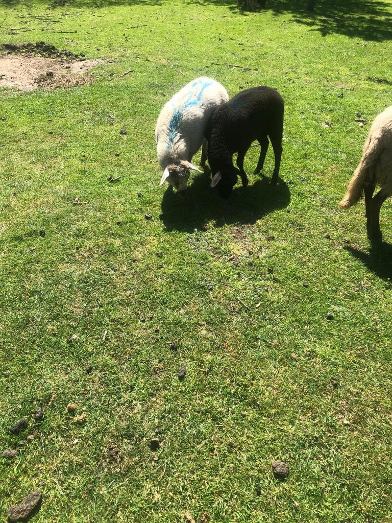Koppel schapen, Dieren en Toebehoren, Schapen, Geiten en Varkens, Meerdere dieren, Schaap