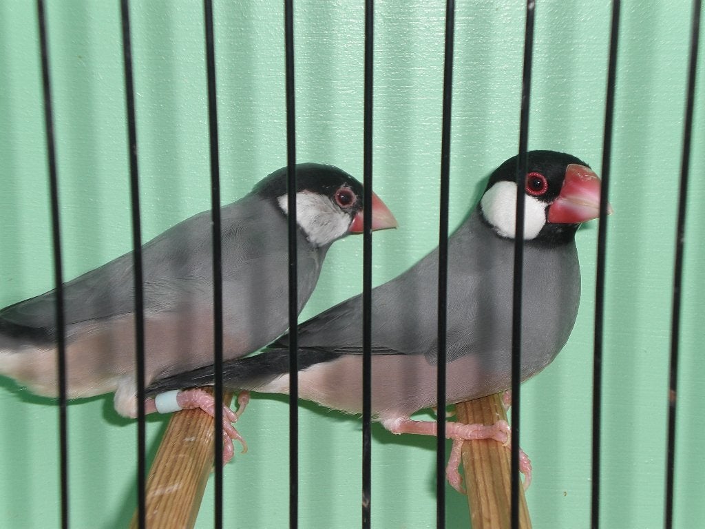 div, rijstvogels, Dieren en Toebehoren, Vogels | Overige Vogels, Meerdere dieren, Tropenvogel