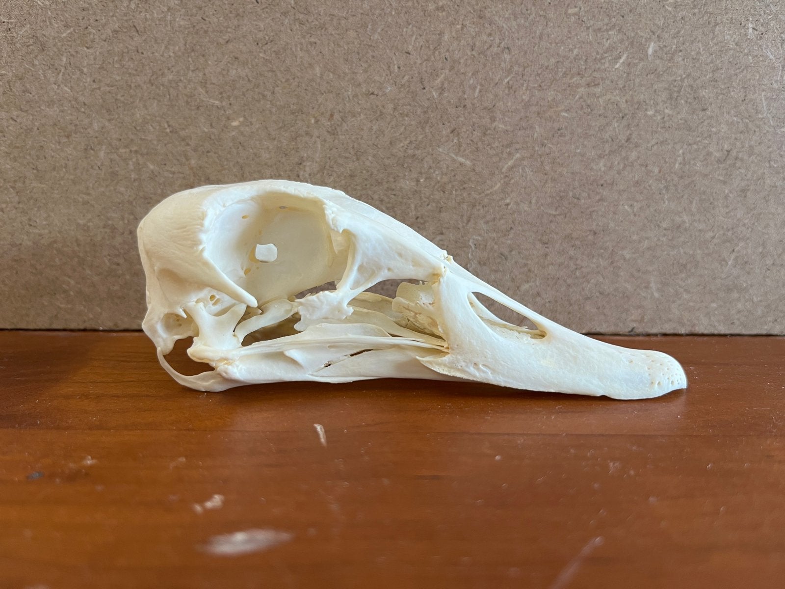 Schedel nijlgans, Verzamelen, Dierenverzamelingen, Ophalen of Verzenden, Nieuw, Vogel, Schedel