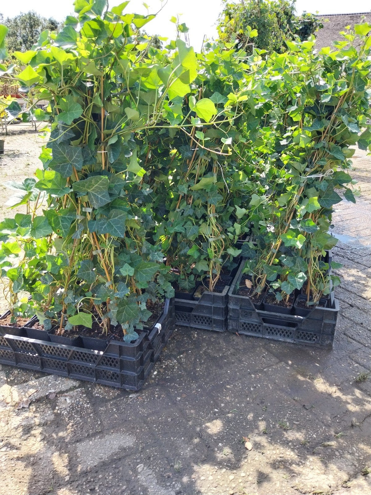 Hedera Hibernica - Klimop 80 cm, Ophalen, Vaste plant, Bloeit niet, Halfschaduw