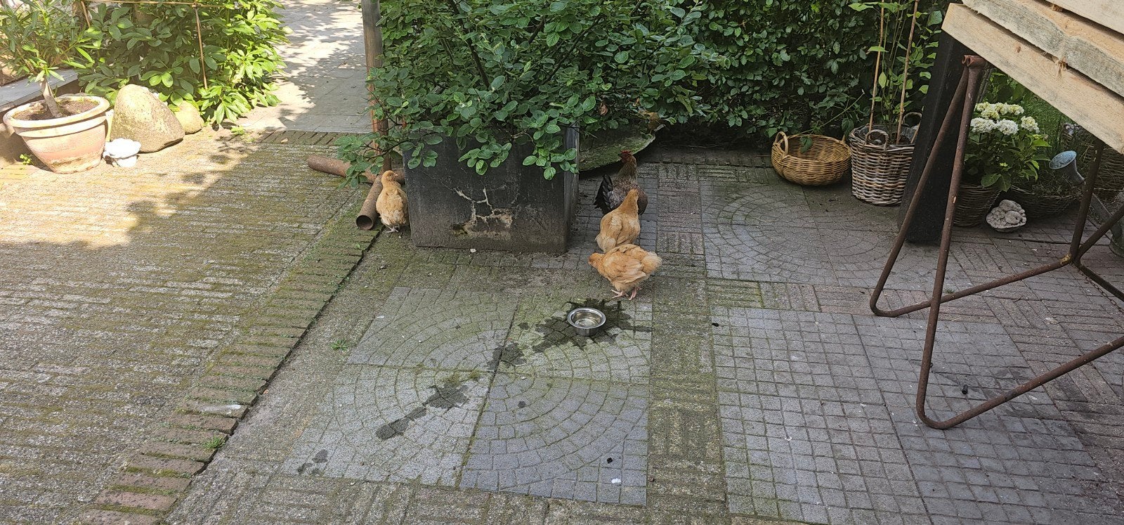 Jonge orpigton kuikens hanen 4 st, Mannelijk