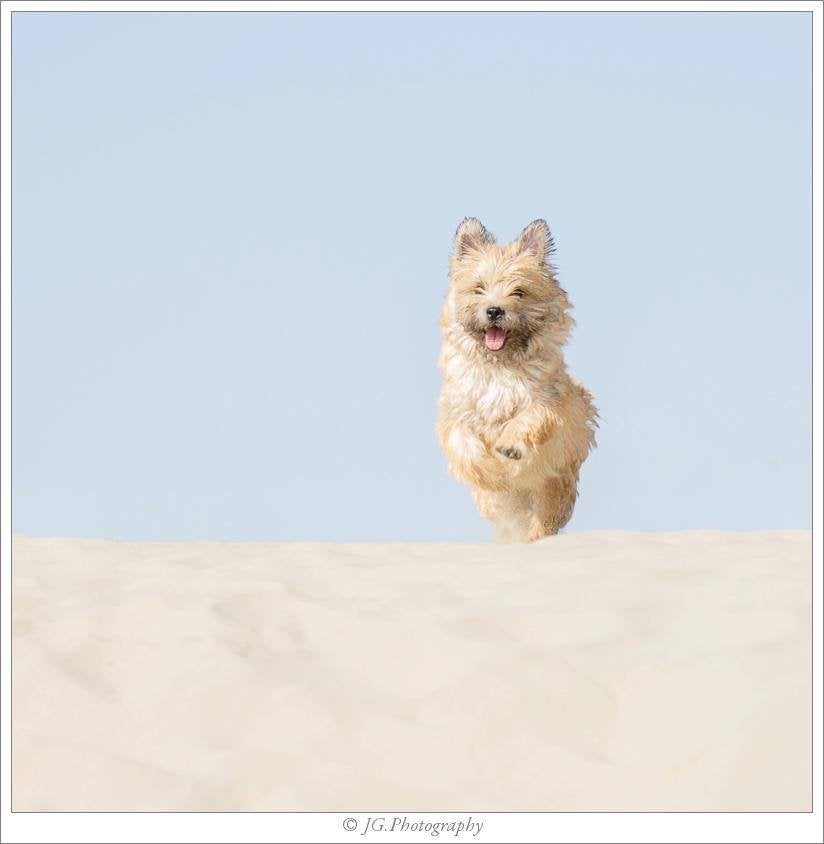 Honden oppas aangeboden Rotterdam, Particuliere oppas