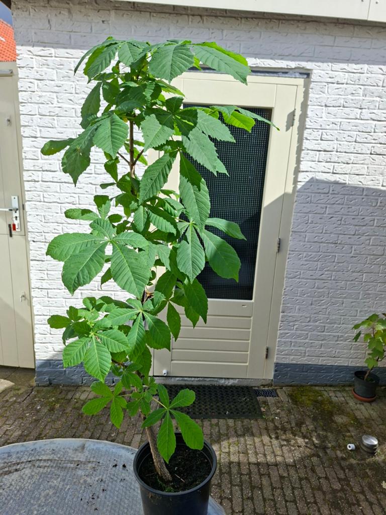 Kastanje boom, Tuin en Terras, Planten | Tuinplanten, Ophalen, Overige soorten, Halfschaduw