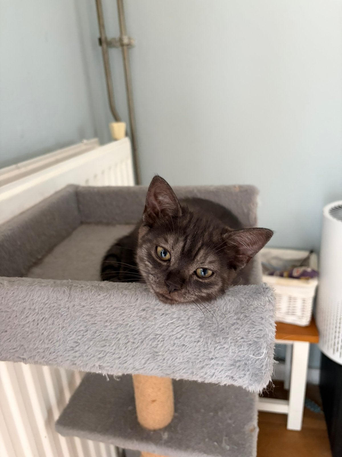 Britse Korthaar X Blauwe Rus kitten, Poes, Ontwormd, 0 tot 2 jaar