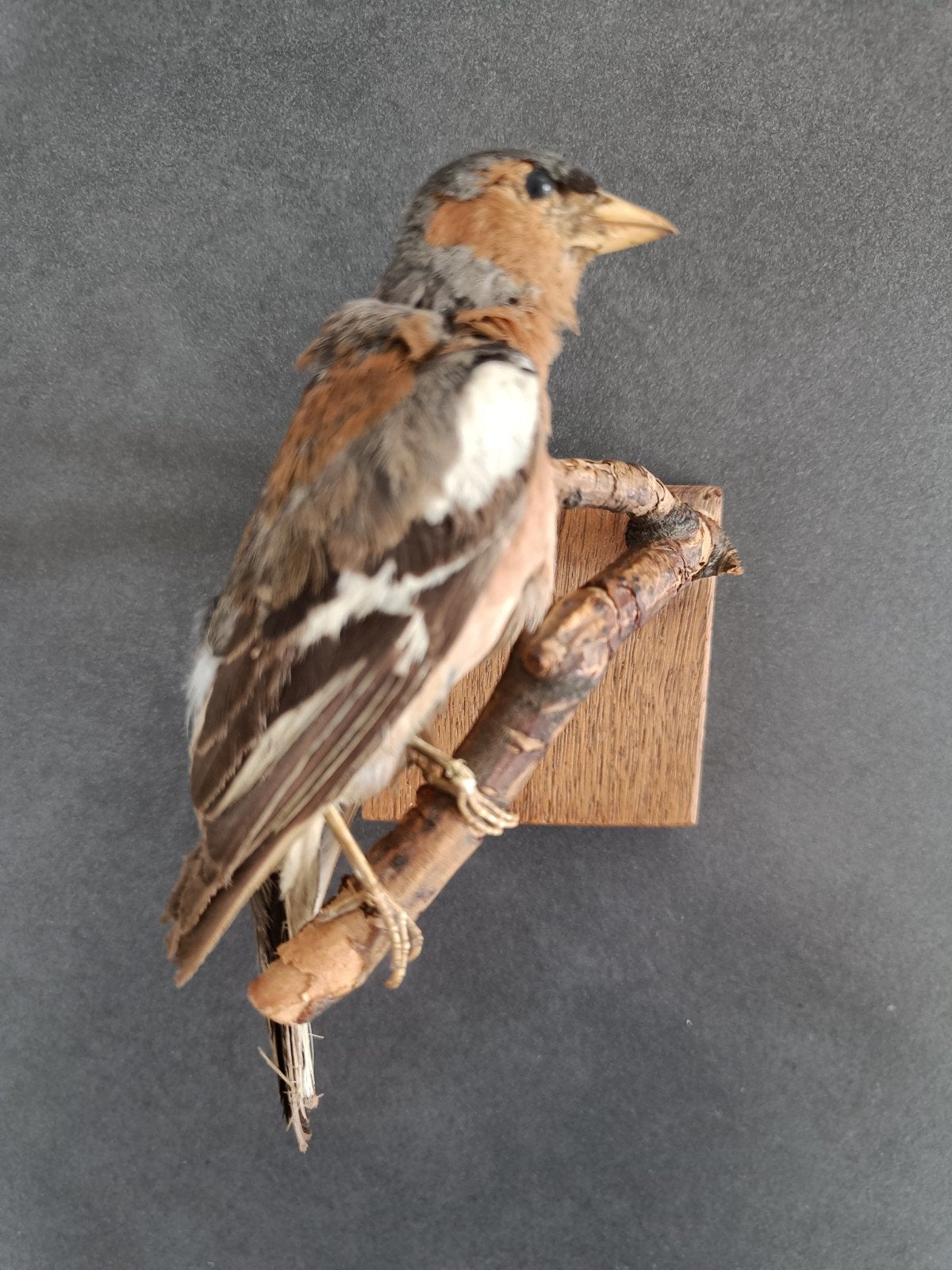 Taxidermy vogeltje op tak., Ophalen of Verzenden, Gebruikt, Vogel, Opgezet dier