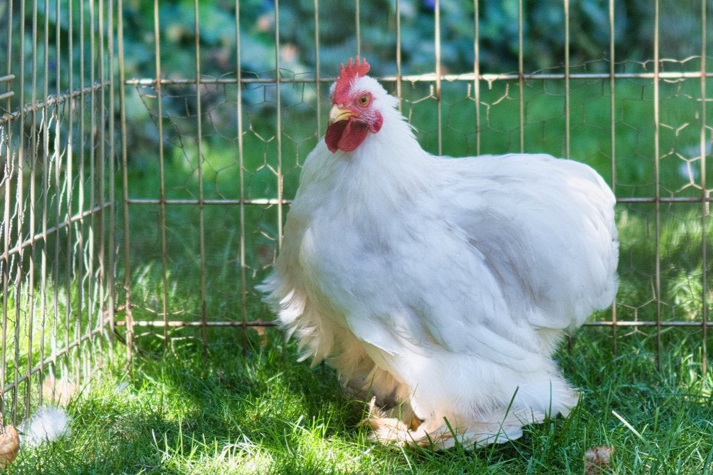 Cochin kriel bobtail haantje, Dieren en Toebehoren, Mannelijk, Kip