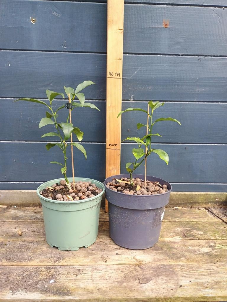 Calamondin Citrusplant - Compacte Vruchtboom in Pot, Minder dan 100 cm, Lente, Overige soorten, Volle zon