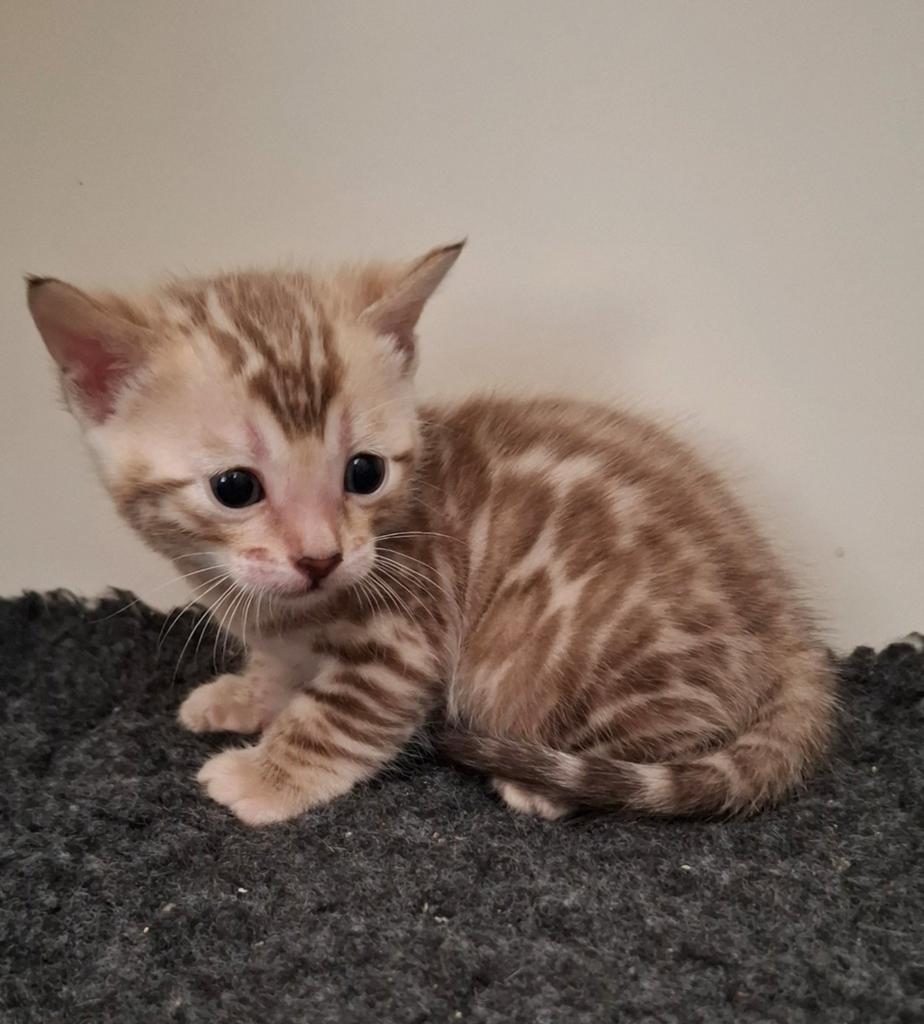 LAATSTE!!! ❄️SNOW BENGAAL❄️ kittens geboren - te reserveren, Meerdere dieren, Gechipt