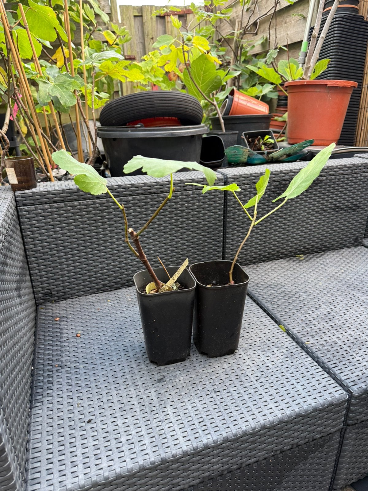 Perette Two Timer, Ophalen of Verzenden, Overige soorten, Volle zon