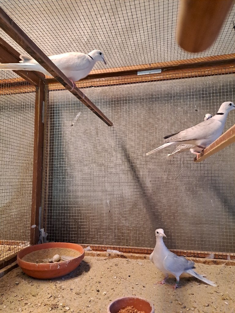 lachduiven Grijs, Meerdere dieren, Overige soorten