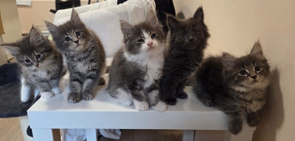 6 Chique Raszuivere MAINE COON Kittens - Mogen nu Verhuizen