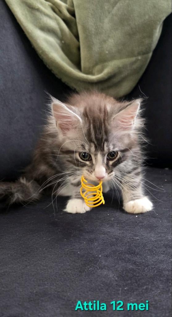 Maine Coon kittens met stamboom en gechipt, ouders getest, Dieren en Toebehoren, Kater, Met stamboom, 0 tot 2 jaar