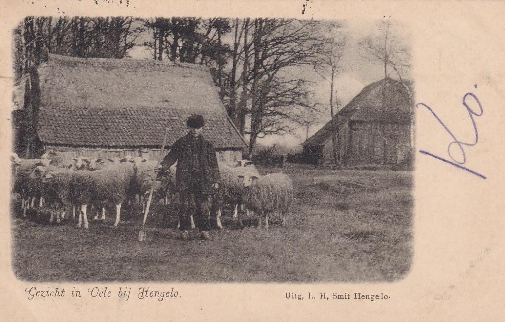 Hengelo, Oele, Schapen., Verzamelen, Ansichtkaarten | Nederland, Verzenden, Voor 1920, Gelopen, Overijssel