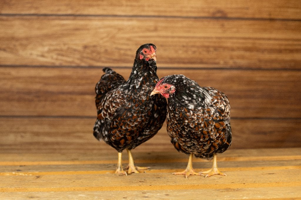 Wyandotte krielkippen | Tamme kippen | Passend advies, Dieren en Toebehoren, Meerdere dieren, Kip