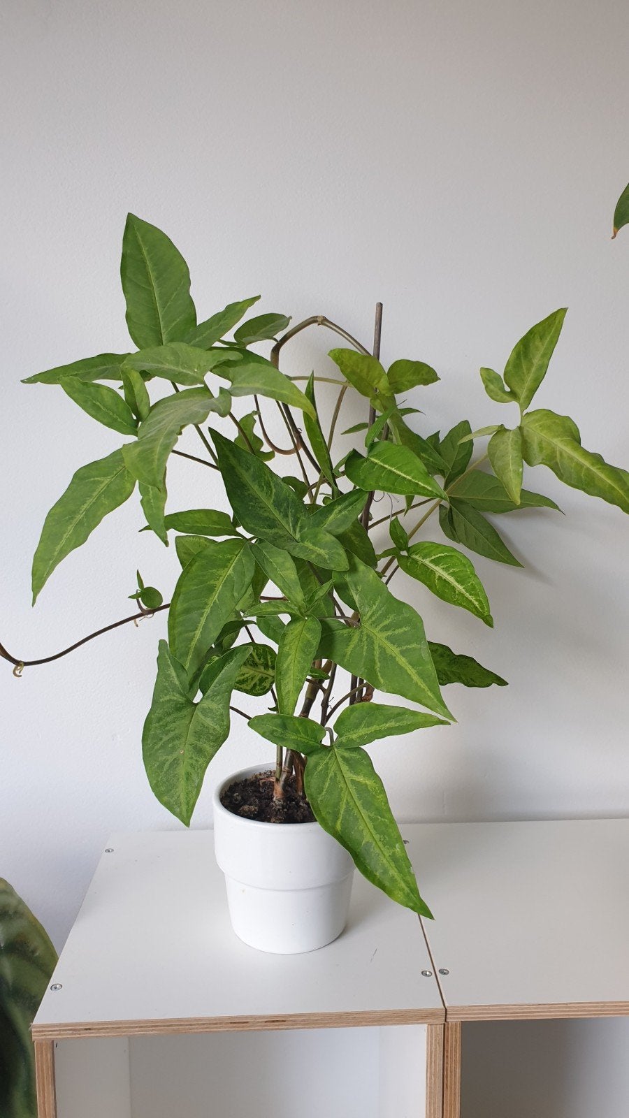 Syngonium/ Arrowhead plant, Huis en Inrichting, Kamerplanten, Ophalen, Halfschaduw, Minder dan 100 cm