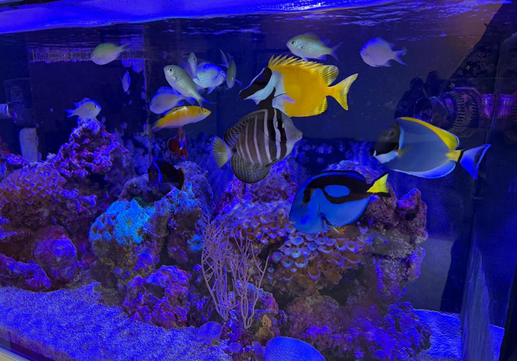 Complete zeeaquarium visbestand te koop, Dieren en Toebehoren, Vissen | Aquariumvissen, Vis