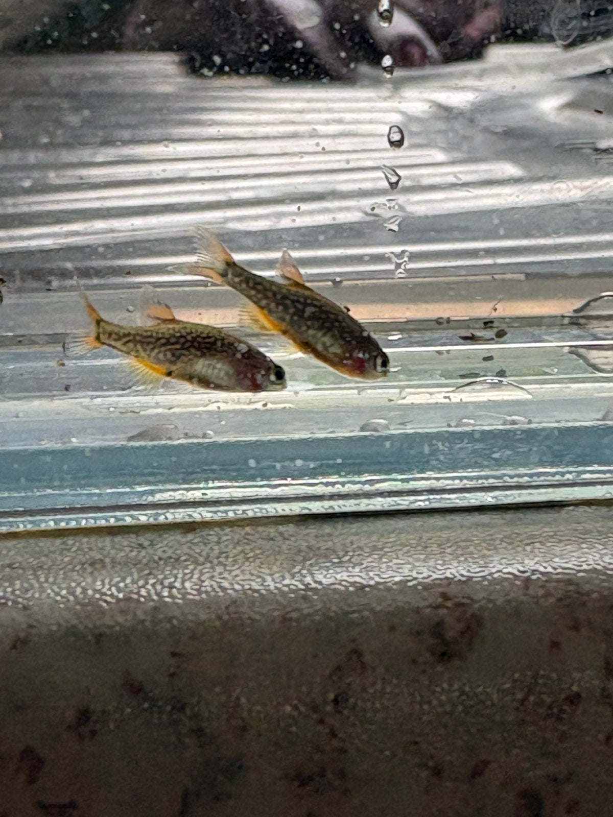 Rasbora Galaxy / Hemelse Pareldanio, Vis
