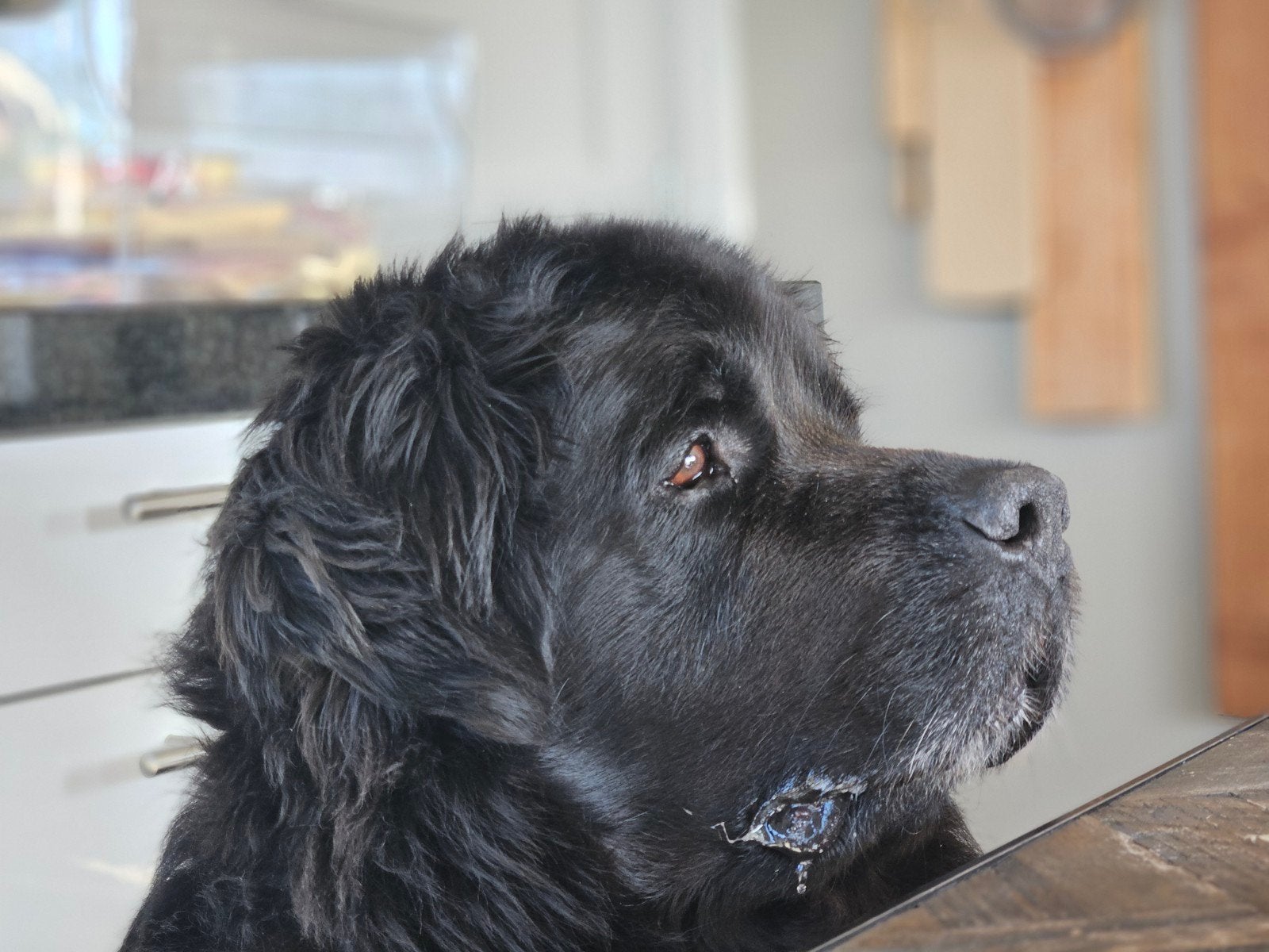 Wie kan onze lieve Newfoundlander uit laten?