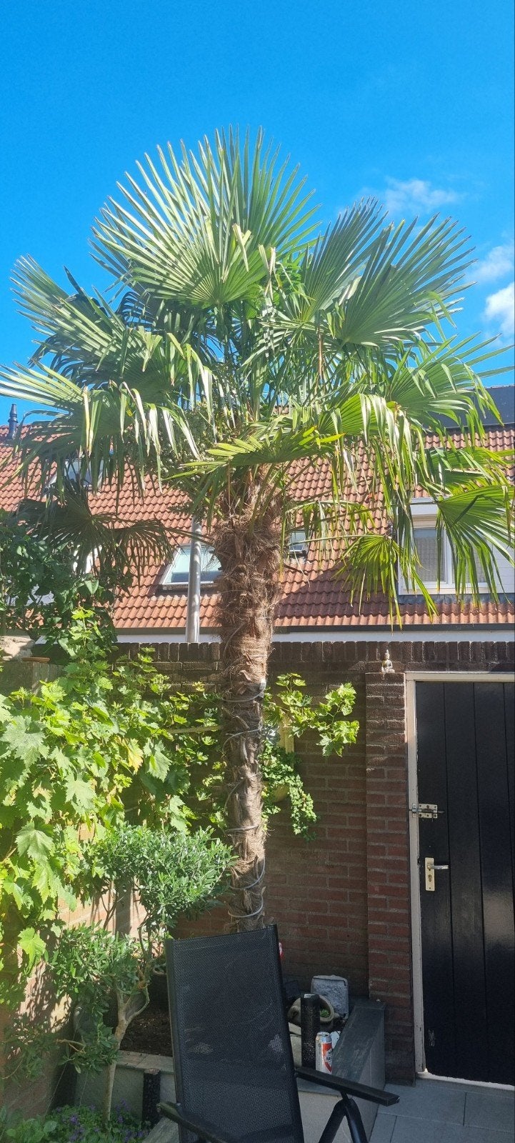 Trachycarpus fortunei stekjes van moederplant, Volle zon, Vaste plant, Bloeit niet, Ophalen