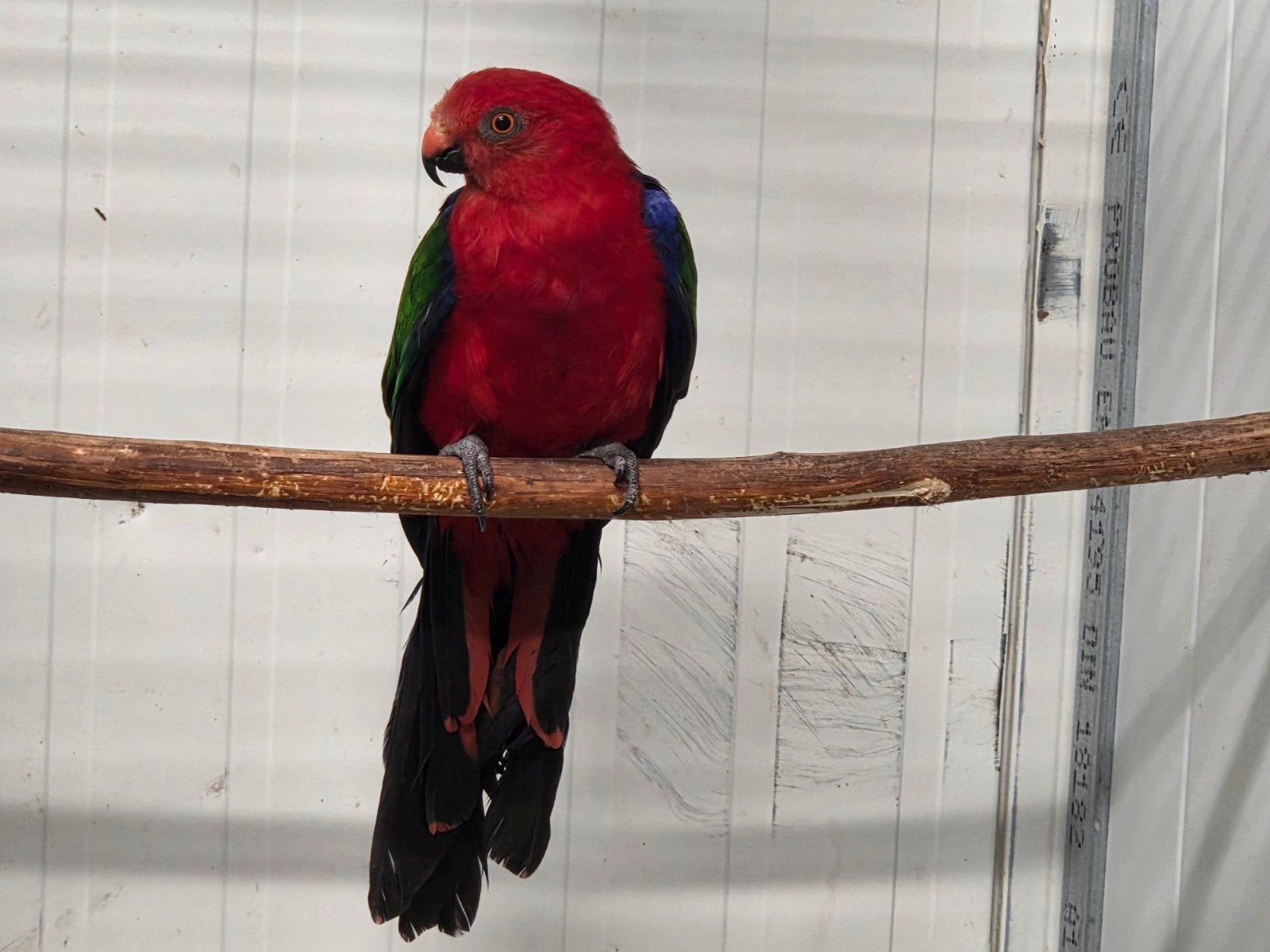 Ambon koningsparkiet pop, Dieren en Toebehoren, Vogels | Parkieten en Papegaaien, Vrouwelijk, Parkiet, Geringd
