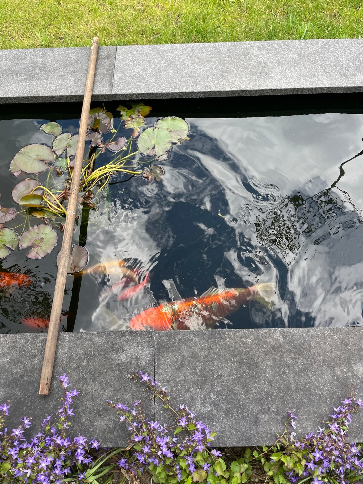 Vissen koi, Dieren en Toebehoren, Karper of Koi