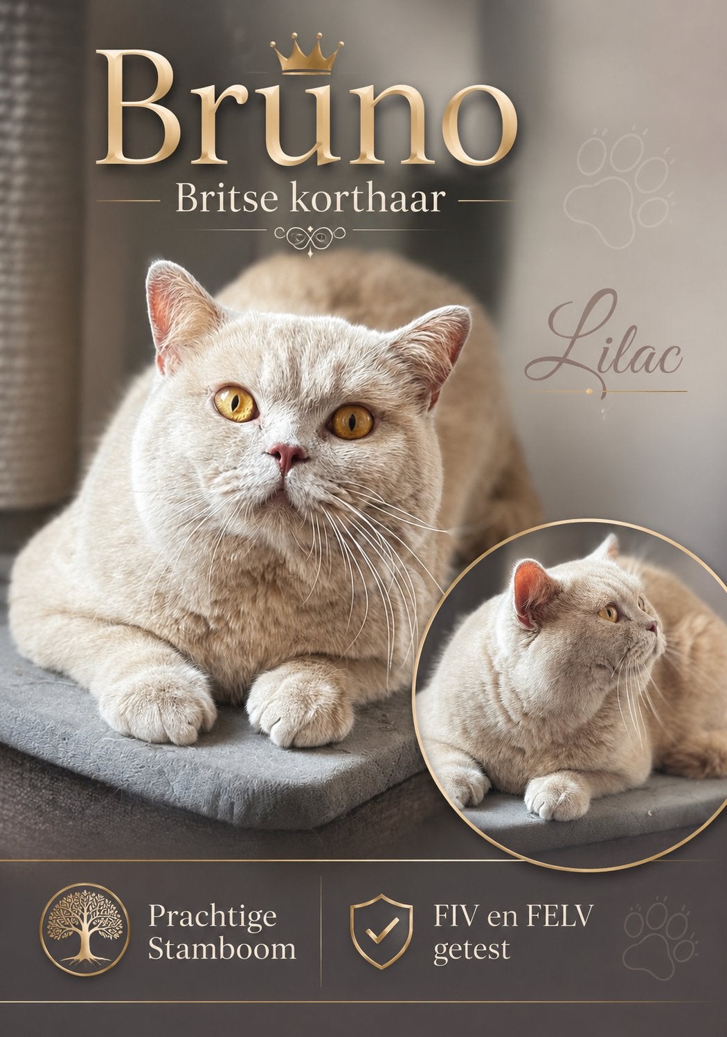 Brits korthaar dekkater, 0 tot 2 jaar