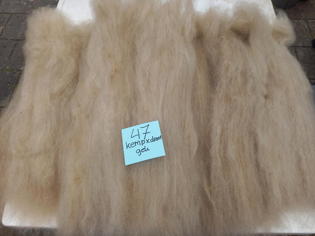 nr47 Gekaarde wol: Kempisch heideschaap x Drents heideschaap, Ophalen of Verzenden, Nieuw