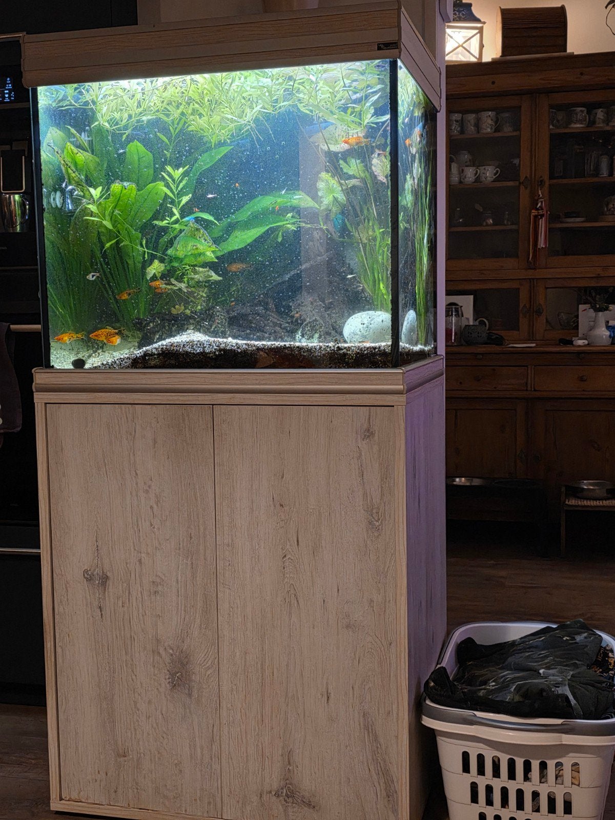 aqarium compleet te koop, Dieren en Toebehoren, Ophalen, Zo goed als nieuw, Gevuld zoetwateraquarium