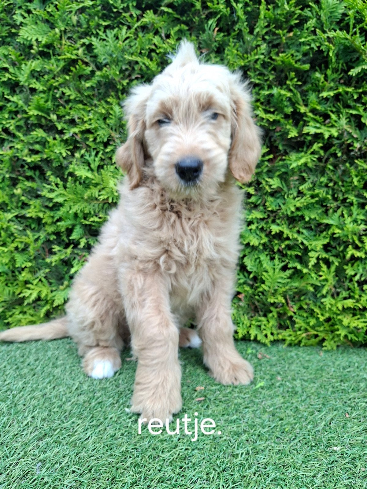 Zeer mooie goldendoodle F2 pups., Parvo, Overige rassen, 8 tot 15 weken, Meerdere