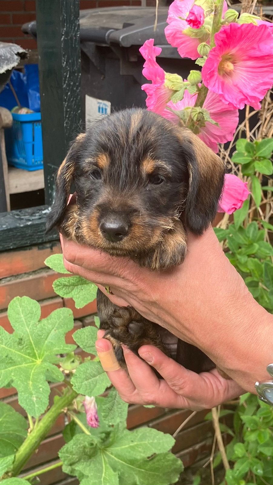 Prachtige ruwhaar teckel pups, Dieren en Toebehoren, Honden | Teckels en Dashonden, Parvo, Standaard, 8 tot 15 weken, Meerdere