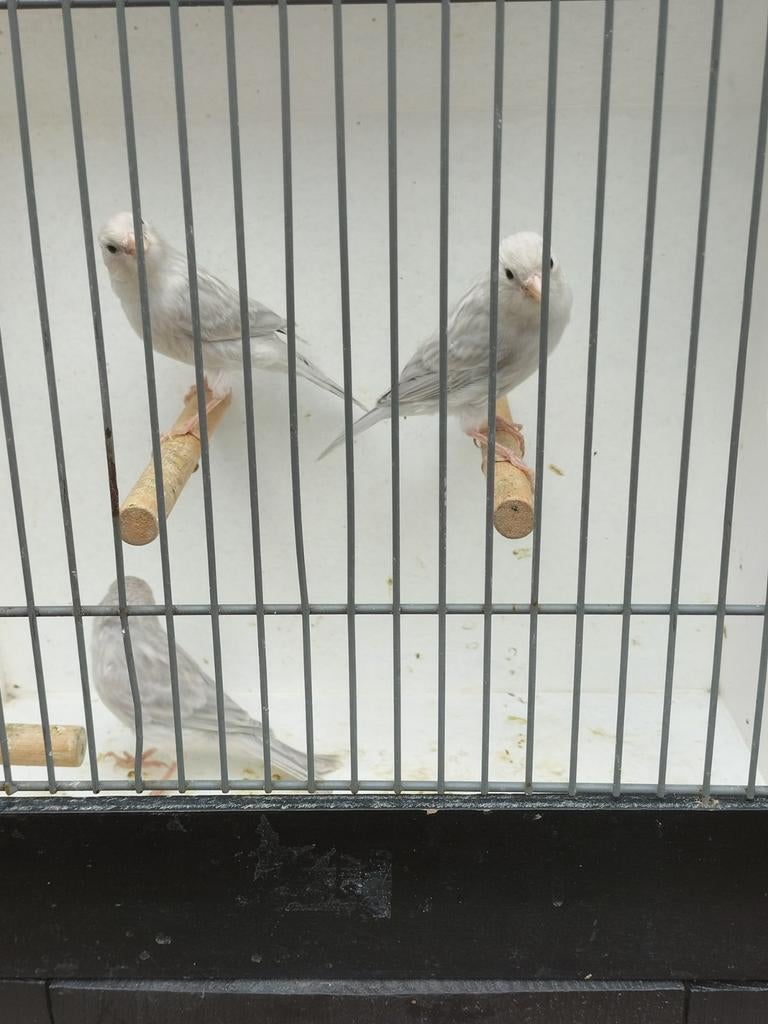 3 wit opaal kanaries, Dieren en Toebehoren, Vogels | Kanaries, Geslacht onbekend, Kleurkanarie