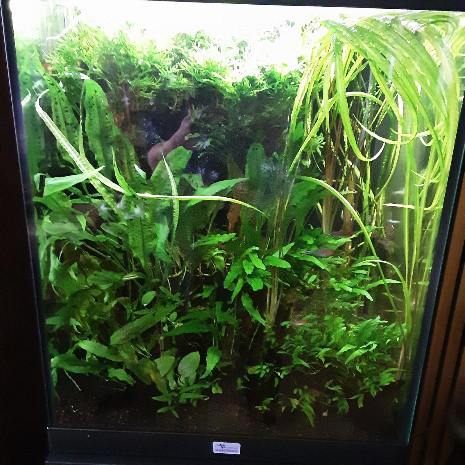 mooi zwart aquarium meubel merk aquatlantis, Ophalen, Aquatlantis, Inclusief vissen, Gevuld zoetwateraquarium