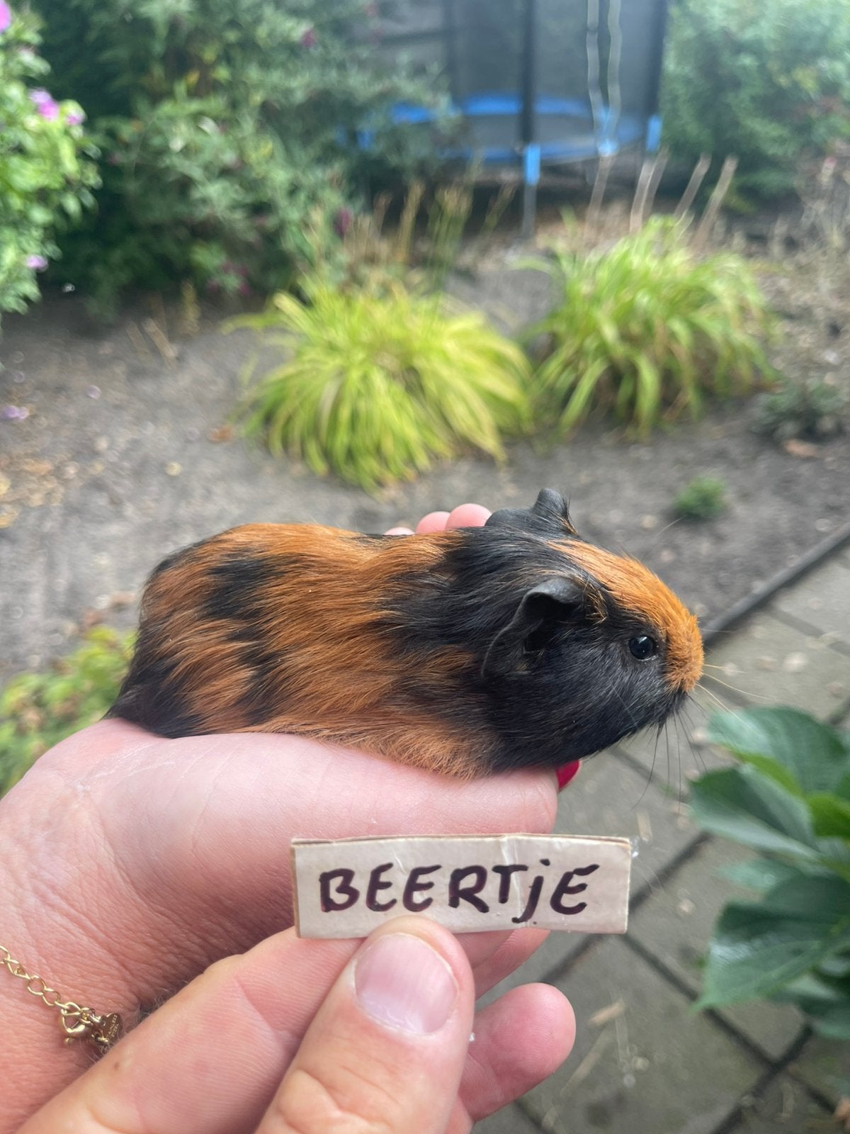Jonge gezonde en lieve cavia’s. Beertjes., Dieren en Toebehoren, Cavia, Augustus, Meerdere dieren, Tam