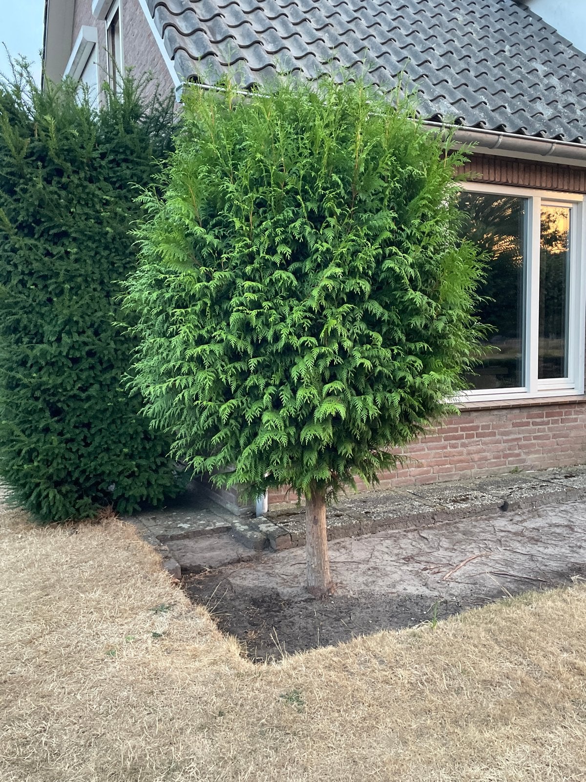 Bol conifeer en taxus zuil(vierkant), Overige soorten, Volle zon, Vaste plant, Ophalen of Verzenden