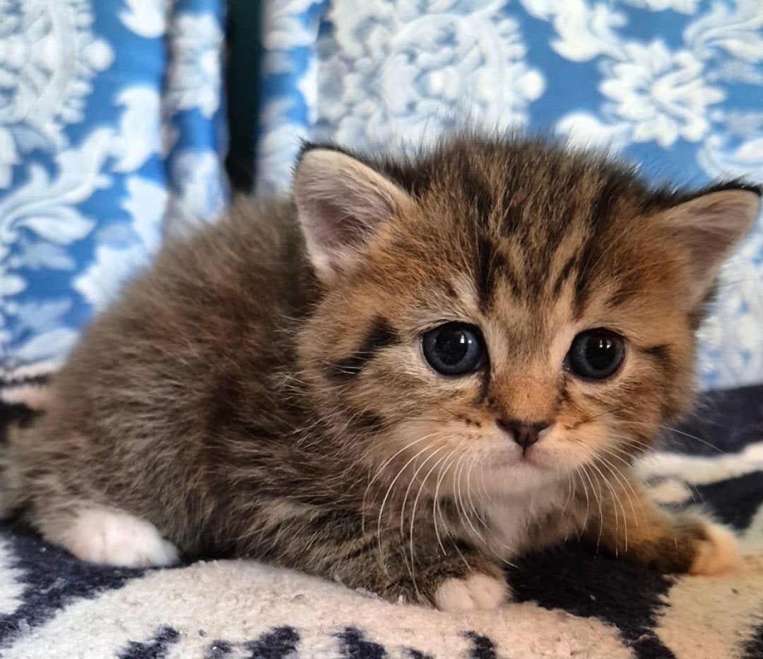 britslanghaar/ korthaar kittens tekoop, Dieren en Toebehoren, Katten en Kittens | Raskatten | Langhaar, Meerdere dieren, Ontwormd