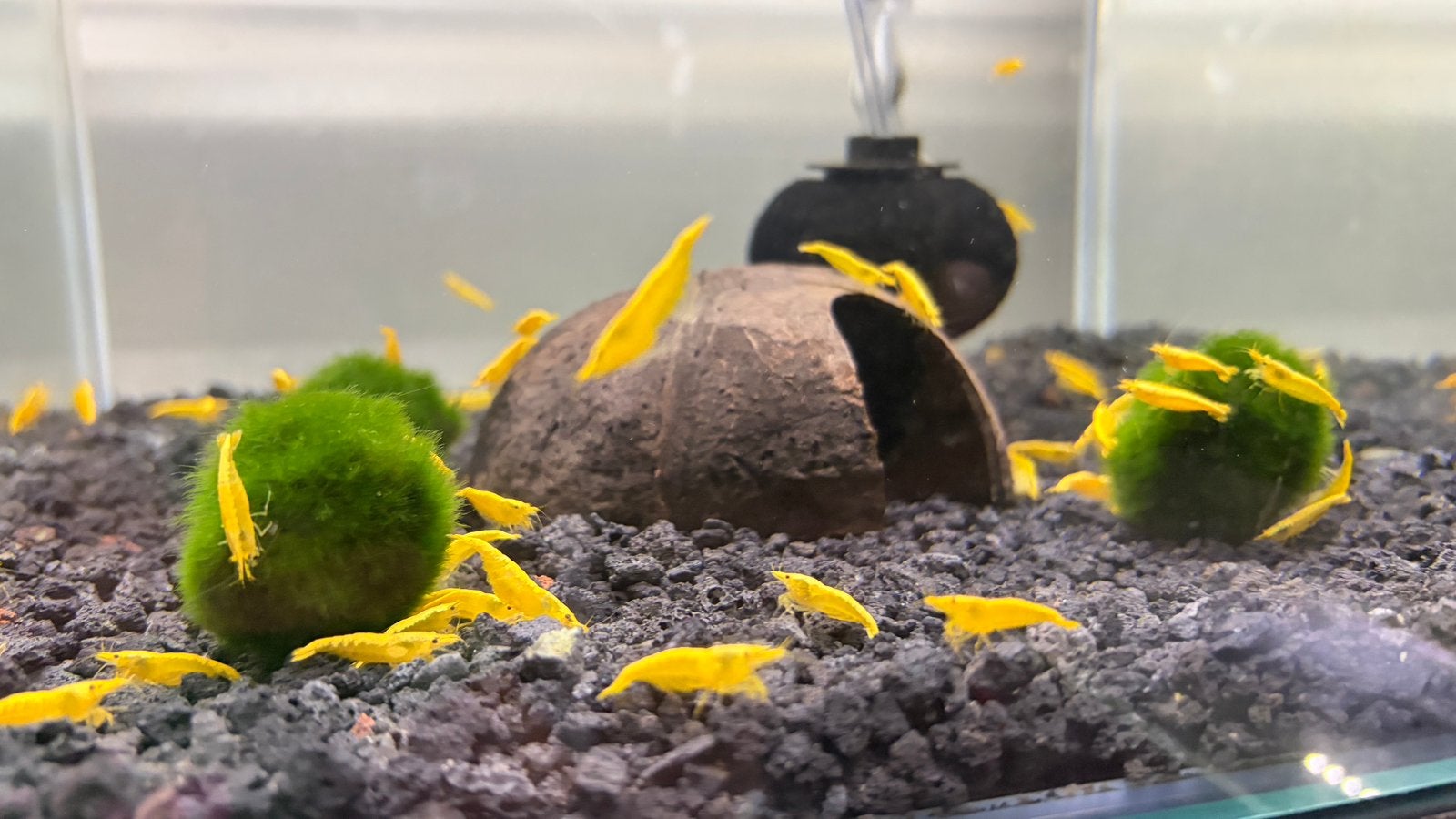 Neocaridina yellow fire High Grade, Dieren en Toebehoren, Kreeft, Krab of Garnaal