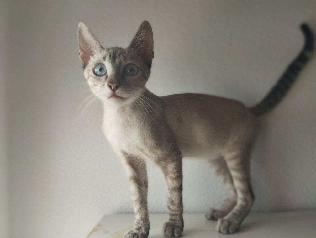 MJM Dogs Foundation: Nevo is in Nederland, Dieren en Toebehoren, Kater, Kortharig, 0 tot 2 jaar