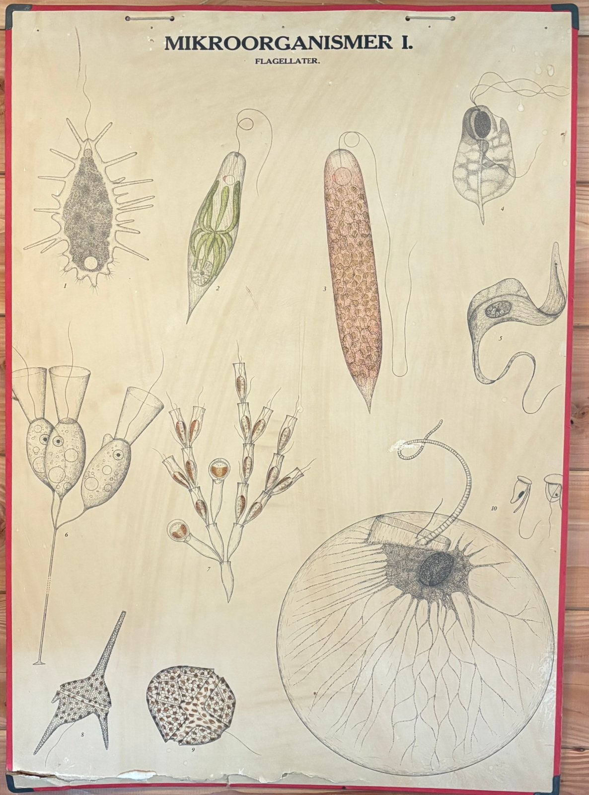 Schoolplaten, Antiek en Kunst, Ophalen of Verzenden, Natuur en Biologie