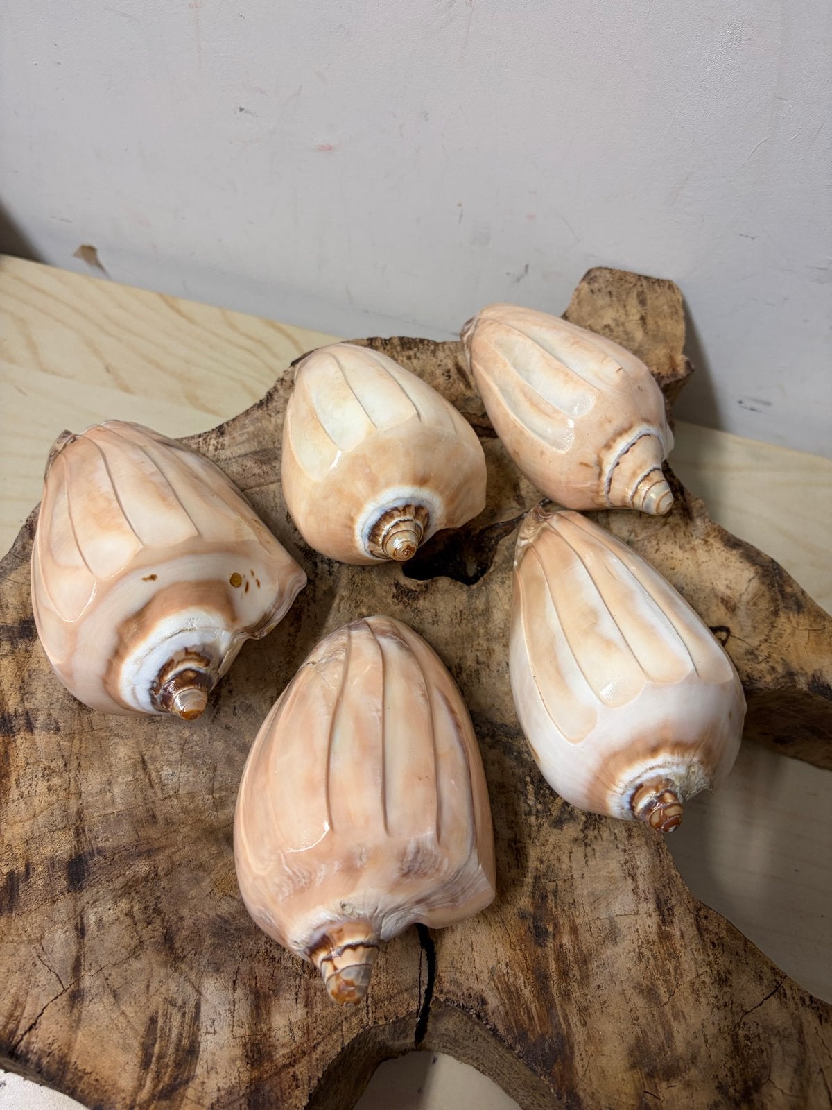 Prachtige grote schelpen voor decoratie, Ophalen of Verzenden, Zo goed als nieuw