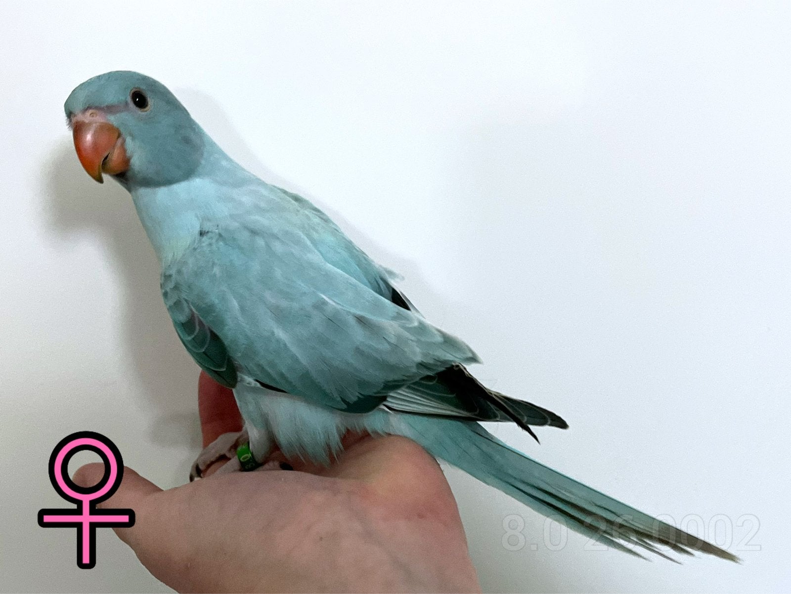 Jonge Halsbandparkietjes, tam + DNA, Dieren en Toebehoren, Vogels | Parkieten en Papegaaien, Meerdere dieren, Parkiet, Geringd