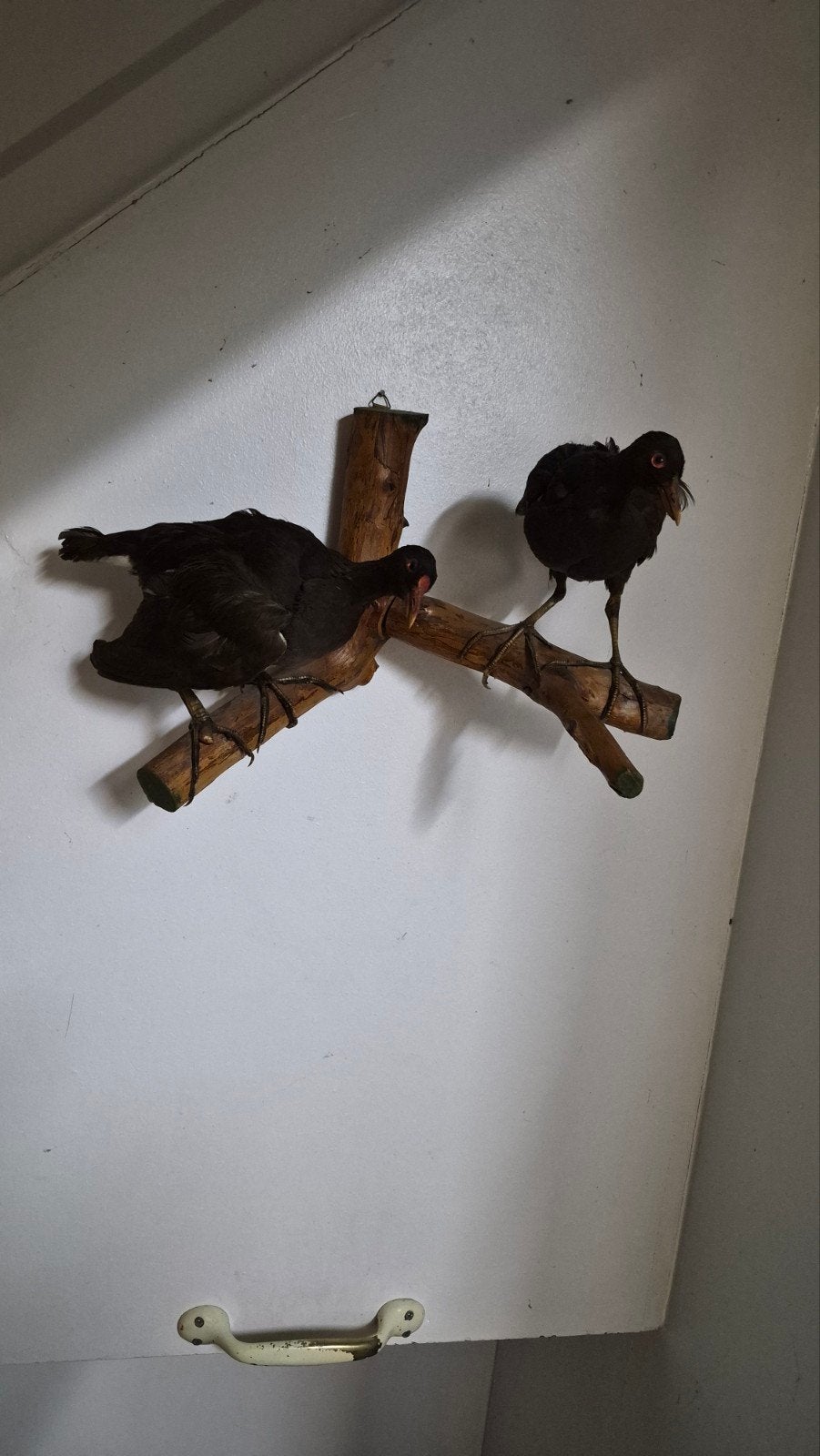 Koppel Opgezette Waterhoenen Watervogels taxidermy., Verzamelen, Ophalen of Verzenden, Zo goed als nieuw, Vogel, Opgezet dier