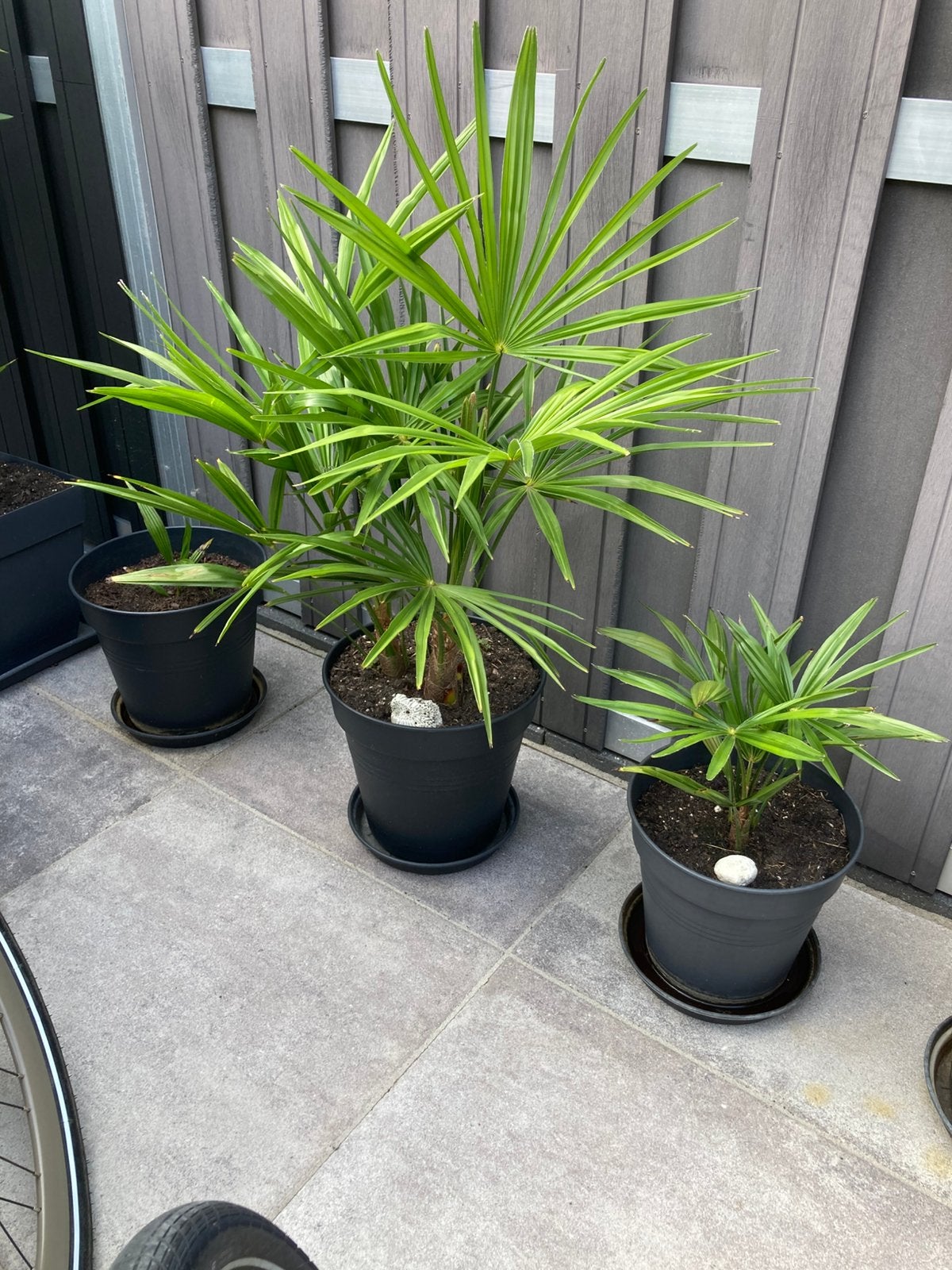 Winter harde Palmbomen - Diverse Maten, Volle zon, Vaste plant, Bloeit niet, Ophalen