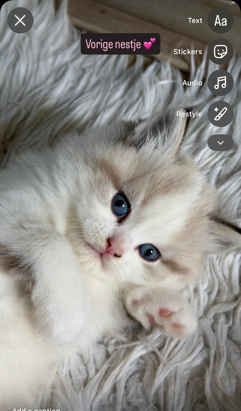 4 Prachtige Ragdoll Kittens, Dieren en Toebehoren, Meerdere dieren, Langharig, 0 tot 2 jaar
