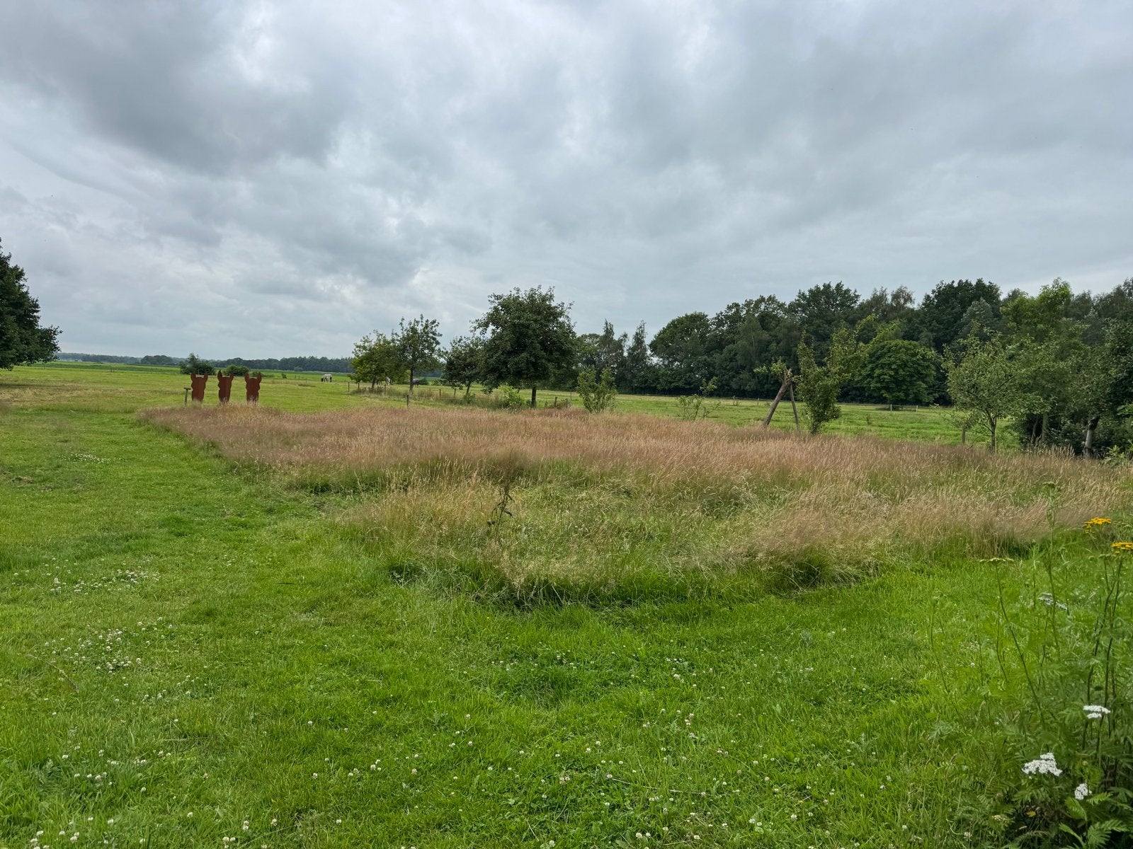 Weiland voor schapen