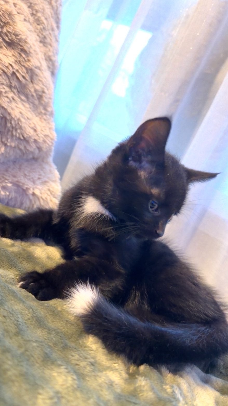 kittsens, Meerdere dieren, Kortharig, 0 tot 2 jaar