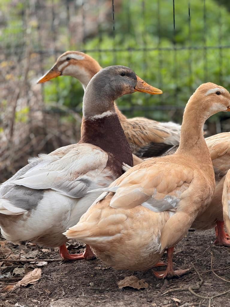 Verse broedeieren van de prachtige saksen loop eend., Dieren en Toebehoren, Pluimvee, Geslacht onbekend, Eend